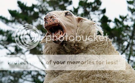 MadSheep.jpg