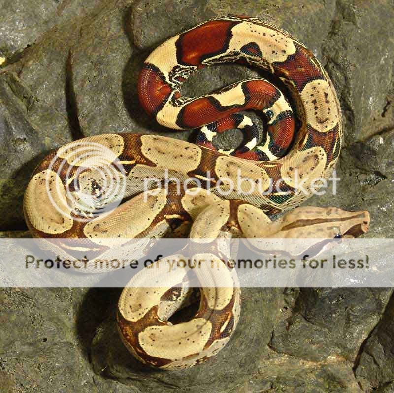 snake_zps553e048e.jpg