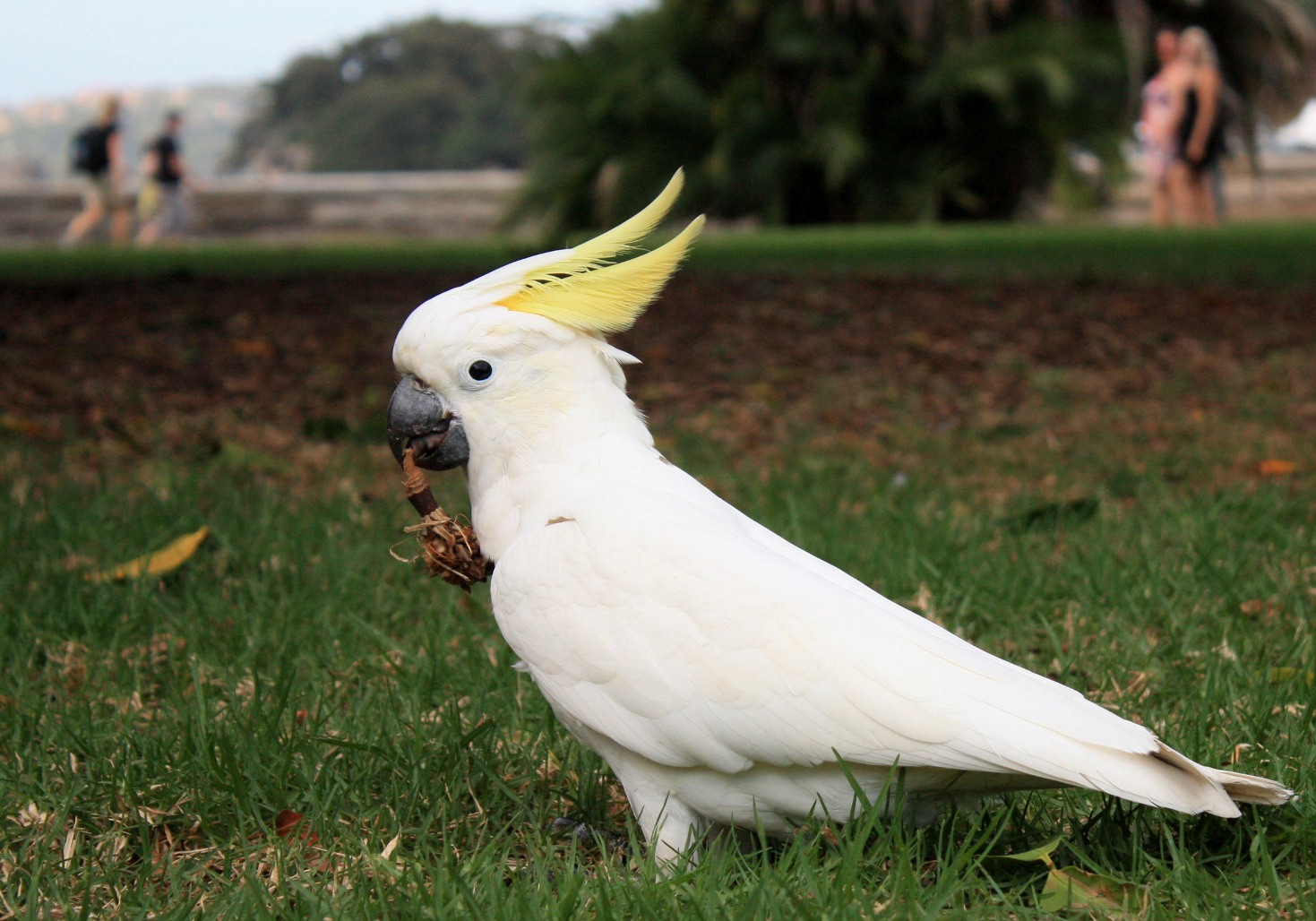 cockatoo01.jpg