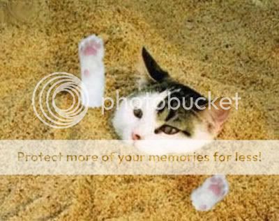 buriedcat.jpg