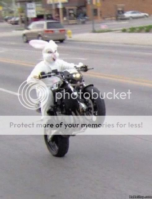 Bunny_Wheelie.jpg