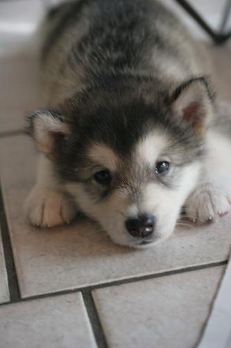 cute-Alaskan-Malamute-puppy8.jpg