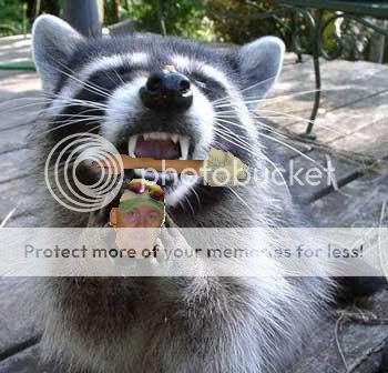 Raccoon.jpg