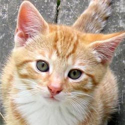 ginger-kitten.jpg