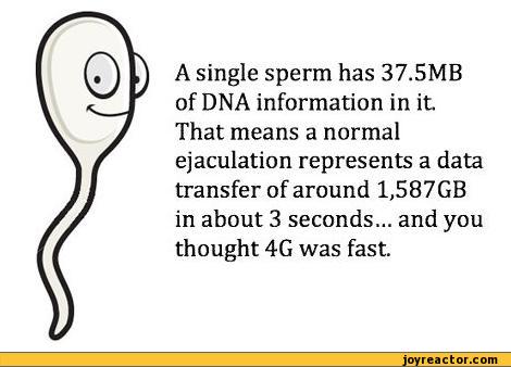 auto-sperm-DNA-facts-269918.jpeg