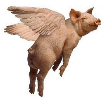 flyingpig.jpg